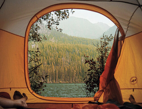 Wake Up In The Wilderness